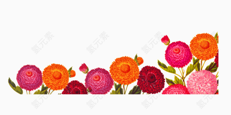 手绘菊花