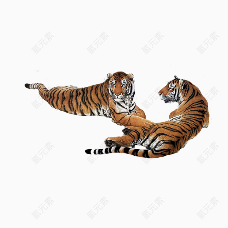 老虎免抠PNG图片素材