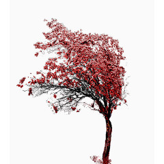 庆典花草花卉矢量素材