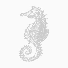 粉笔时尚手绘海马