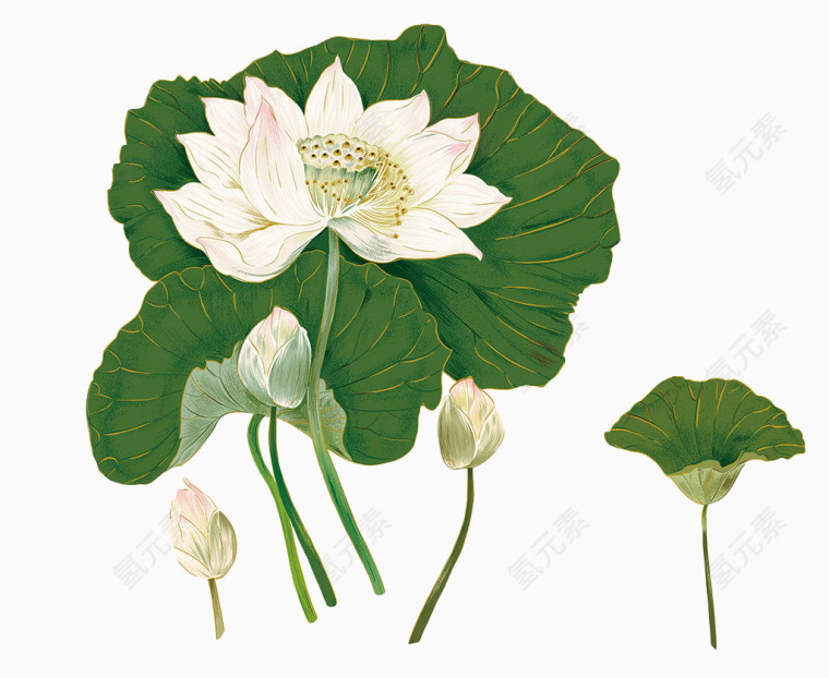 荷花中秋节