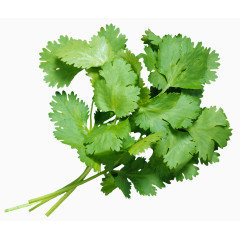 新鲜食品实物香菜