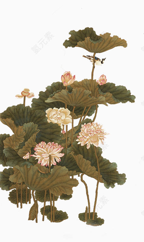 国画荷花