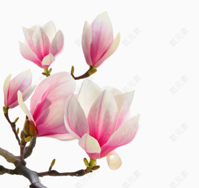 玉兰