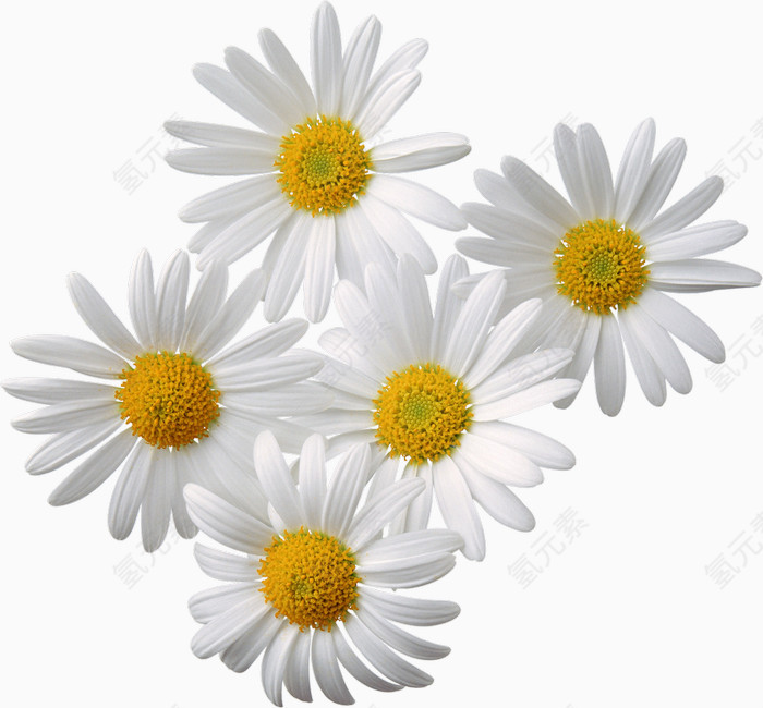 花卉    