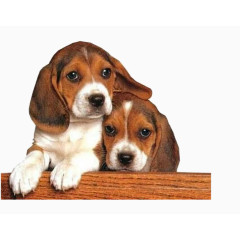 21款国内外知名网站图标