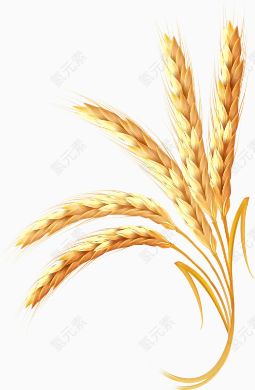 食物麦穗