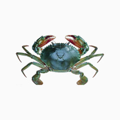 新鲜生大闸蟹PNG元素