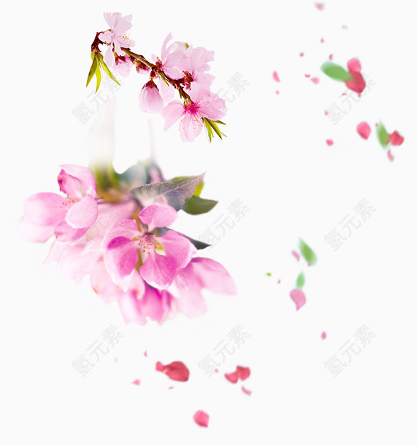 粉红色花朵素材