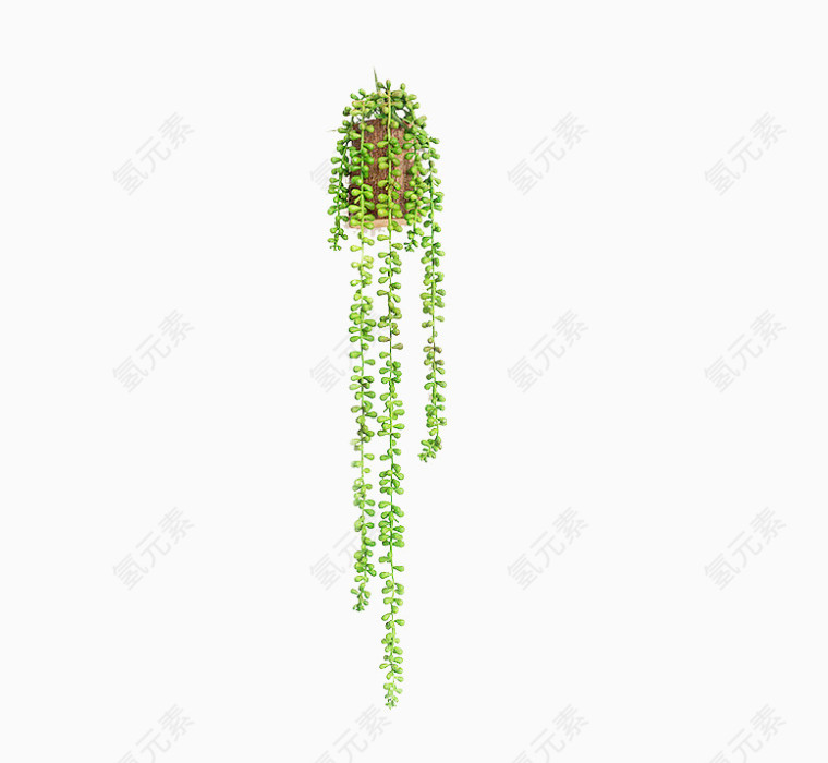 绿色垂下