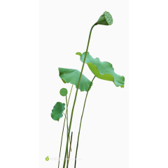 莲蓬荷叶荷花