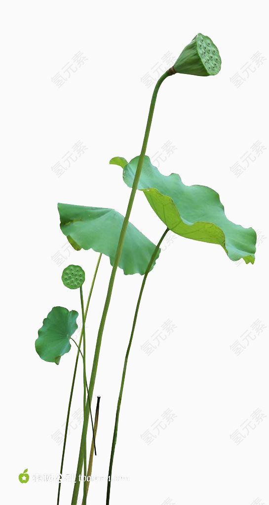 莲蓬荷叶荷花