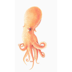 手绘章鱼