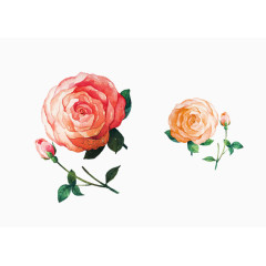 清新水墨水彩手绘玫瑰花插画