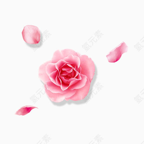 粉色玫瑰花漂浮花瓣