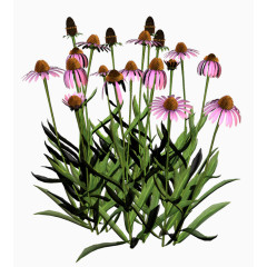 植物花草素材绿植花草