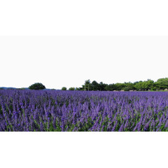 东方普罗旺斯薰衣草庄园
