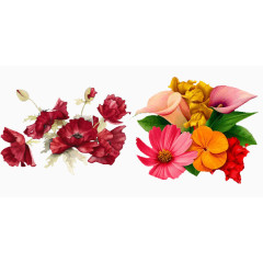 美丽花卉素材库