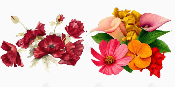 美丽花卉素材库