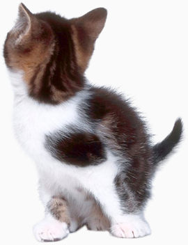 猫咪