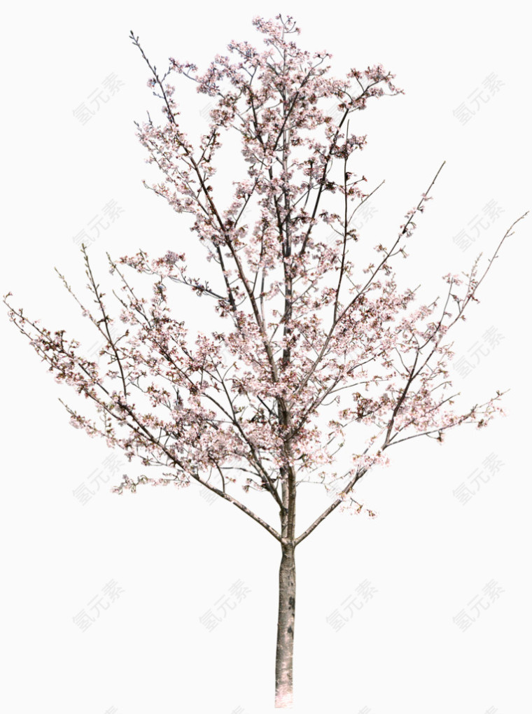 立面树