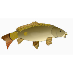 波斯菊素材图片