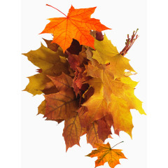 枫叶素材