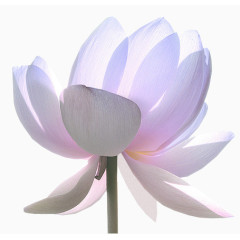 水彩花草素材植物花卉素材