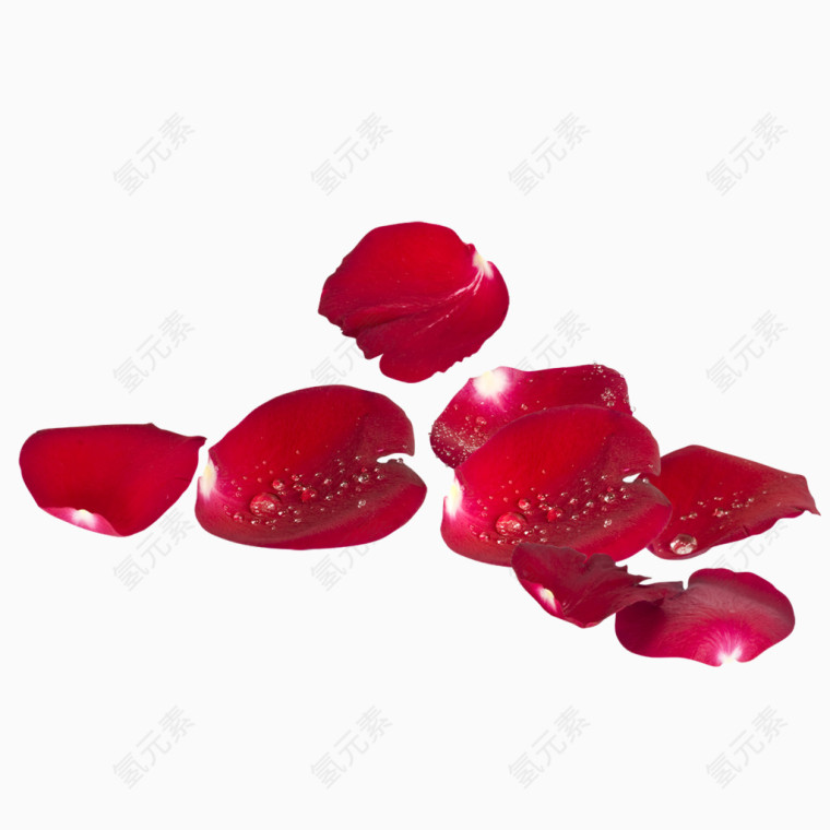 鲜艳玫瑰花瓣