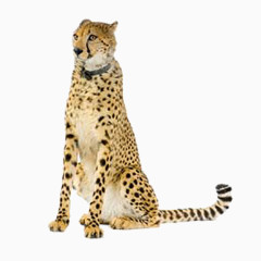 豹子动物免抠图PNG格式素材