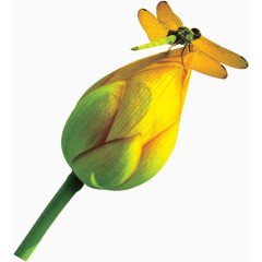 时尚风格装饰花边花朵