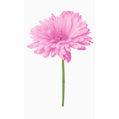 效果元素  花卉