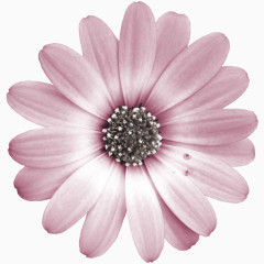 粉色雏菊素材