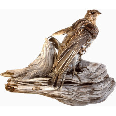 站在石头上的老鹰