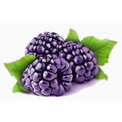 紫色桑果图片素材