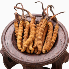 药材虫草冬虫夏草中药