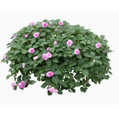 饰品图片装饰剪影