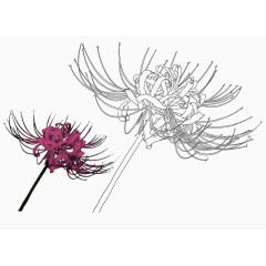 曼珠沙华黑白线描花卉免扣素材