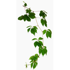绿色叶子藤蔓叶子