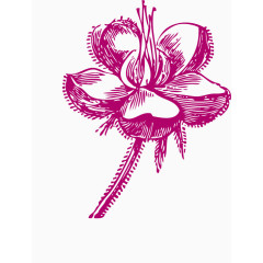 线描手绘精致荷花花朵