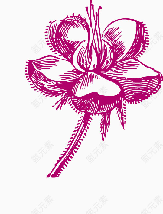 线描手绘精致荷花花朵