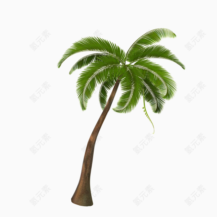 手绘椰子树