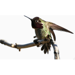 千姿百态画蜂鸟