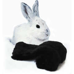 动若狡兔静若处子