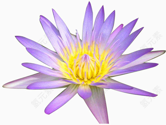 荷花莲花素材