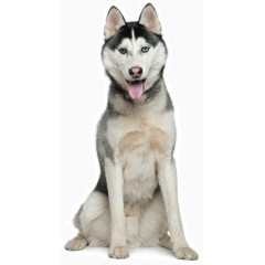 宠物狗高清素材