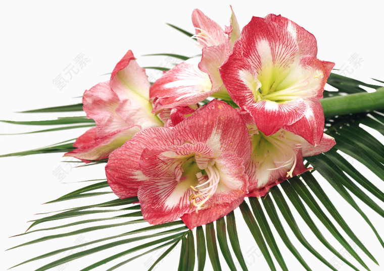 鲜花