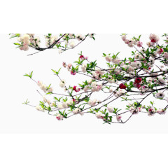 线描花草装饰素材