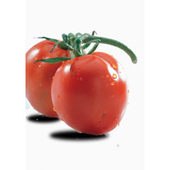 带枝圣女果素材