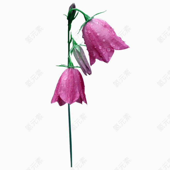 唯美花儿盛开PNG免抠图素材